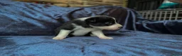 Border Collie dogs for sale: Border Collie Pups - Advert 12