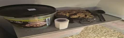 Hermann Tortoise reptiles for sale: Hermann’s Tortoise, Sheldon (With Accessories) in Stockton-on-Tees - Advert 3