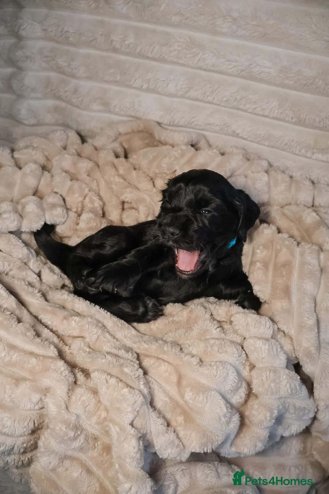 Cocker Spaniel dogs for sale: Cocker Spaniel Puppies - Advert 2