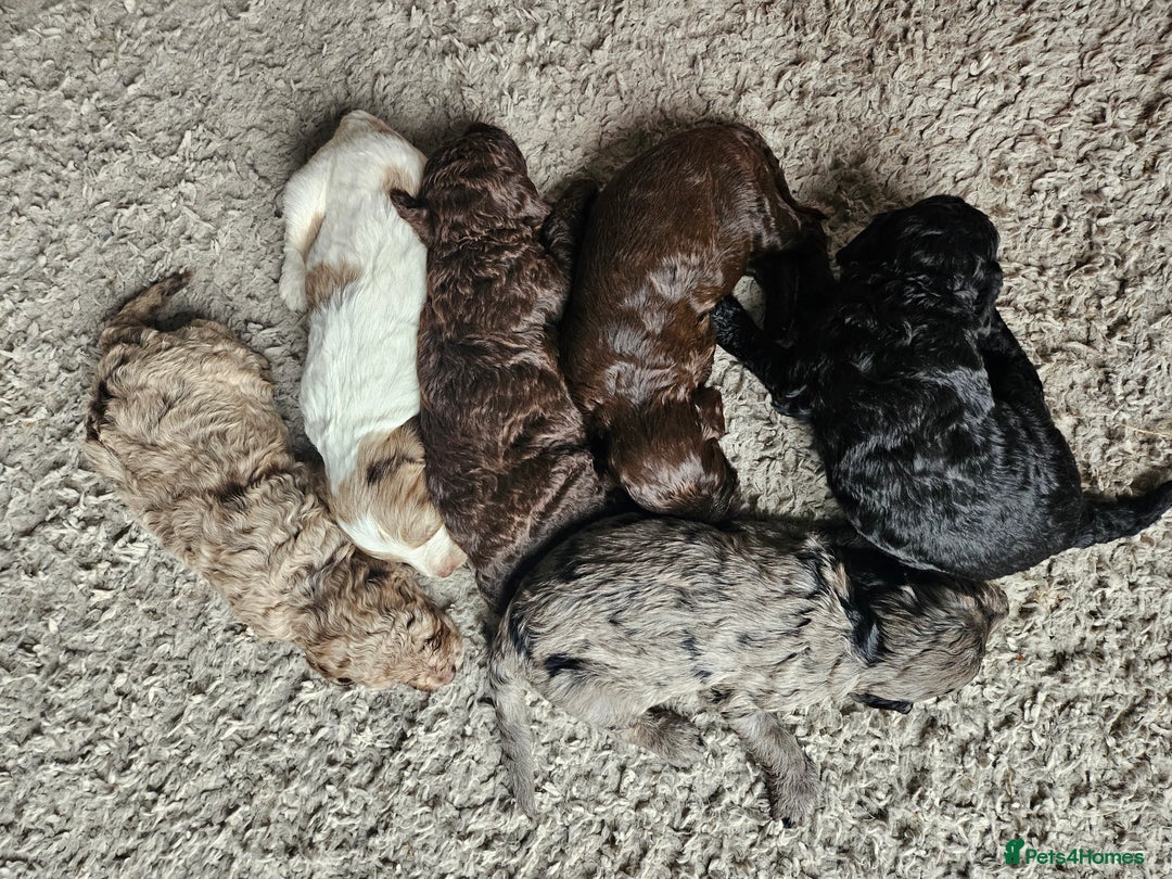 Cockapoo dogs for sale: Cockapoo puppies - Image 26