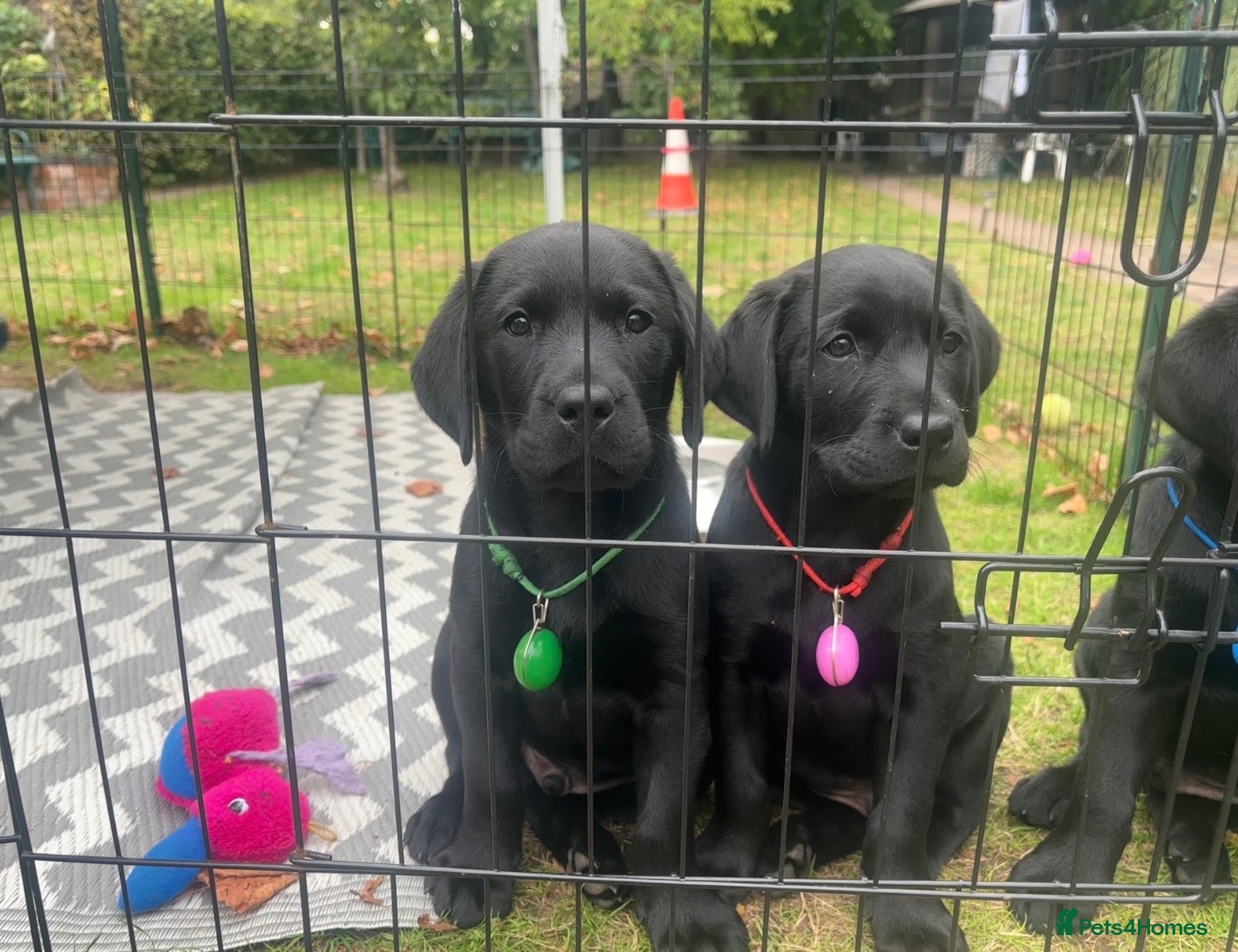 Labrador Retriever dogs Black Labrador pups, KC, dna tests, great scores - Advert 1