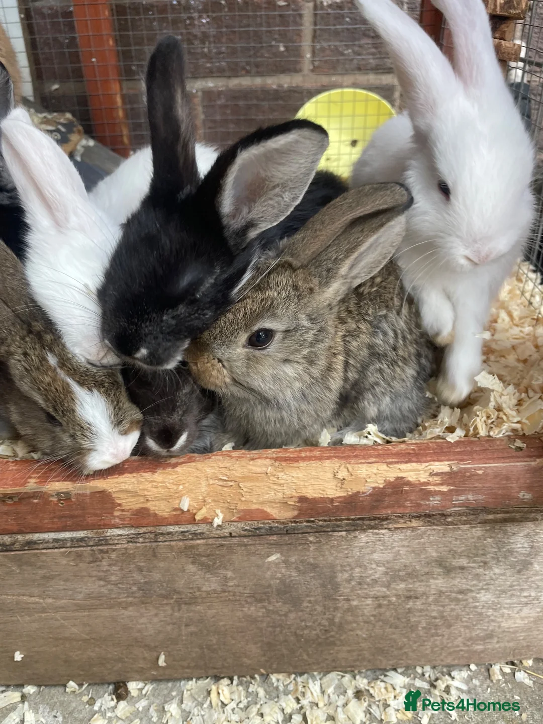 Mini Lop rabbits for sale: 6 mini lops for sale  - Advert 2