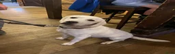 Labrador Retriever dogs for sale: Beautiful Cream KC Labrador Puppies - Advert 15