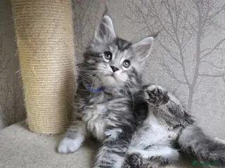 Maine Coon cats for sale: LAST BOY! TiCA Registered Maine Coon Kittens - Advert 4
