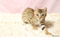 Bengal cats for sale: 🔥Stunning Bengal Kittens Available🔥 - Image 12
