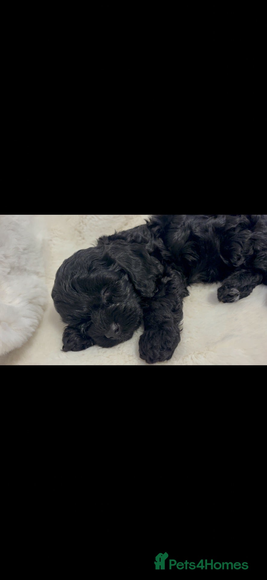 Cockapoo dogs for sale: Beautiful Toy cockapoo puppies  - Advert 1