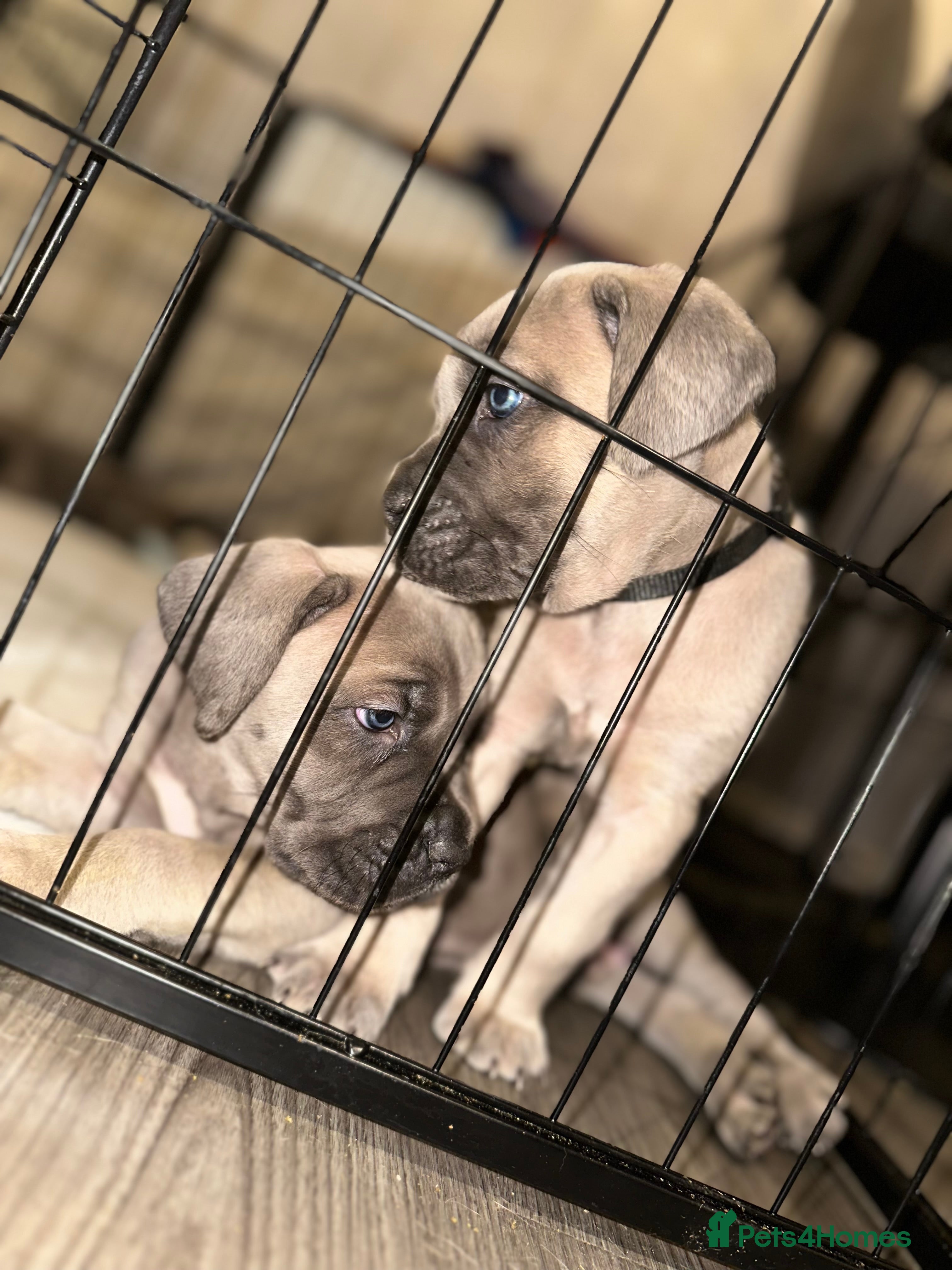 Cane Corso dogs ‼️ Champion ICCF, health tested Cane Corso pup ‼️ - Advert 1