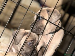 Cane Corso dogs ‼️ Champion ICCF, health tested Cane Corso pup ‼️ - Advert 1