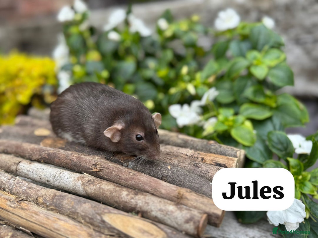 Rat rodents for sale: Beautiful baby full size and dwarf rats ready 9Dec - Advert 23