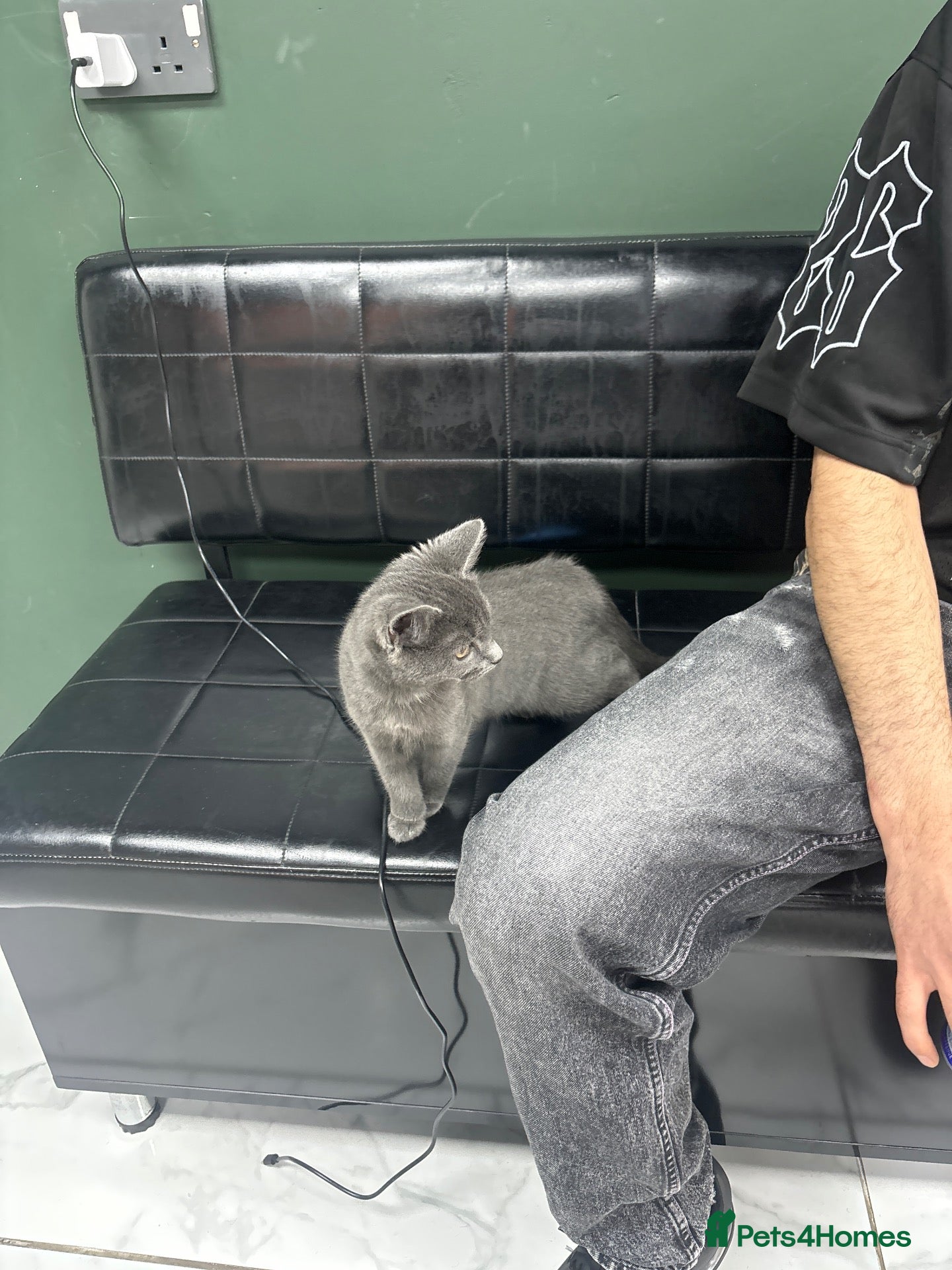 British Shorthair cats Beautiful 2-Month-Old Grey Kitten - Advert 1