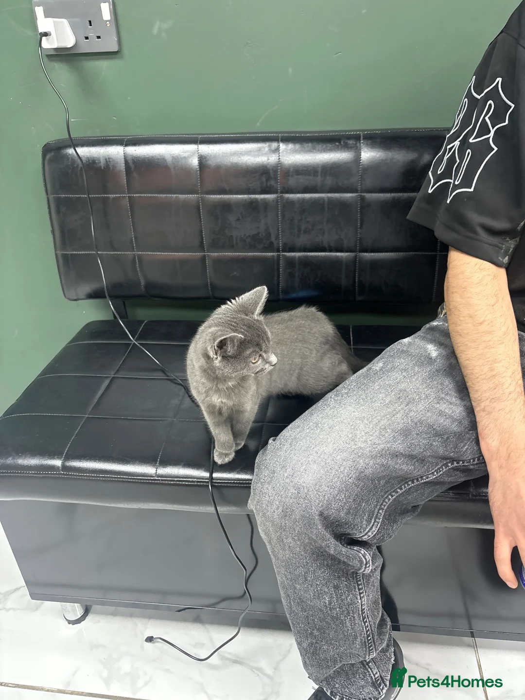 British Shorthair cats for sale: Beautiful 2-Month-Old Grey Kitten in Hull - Advert 1