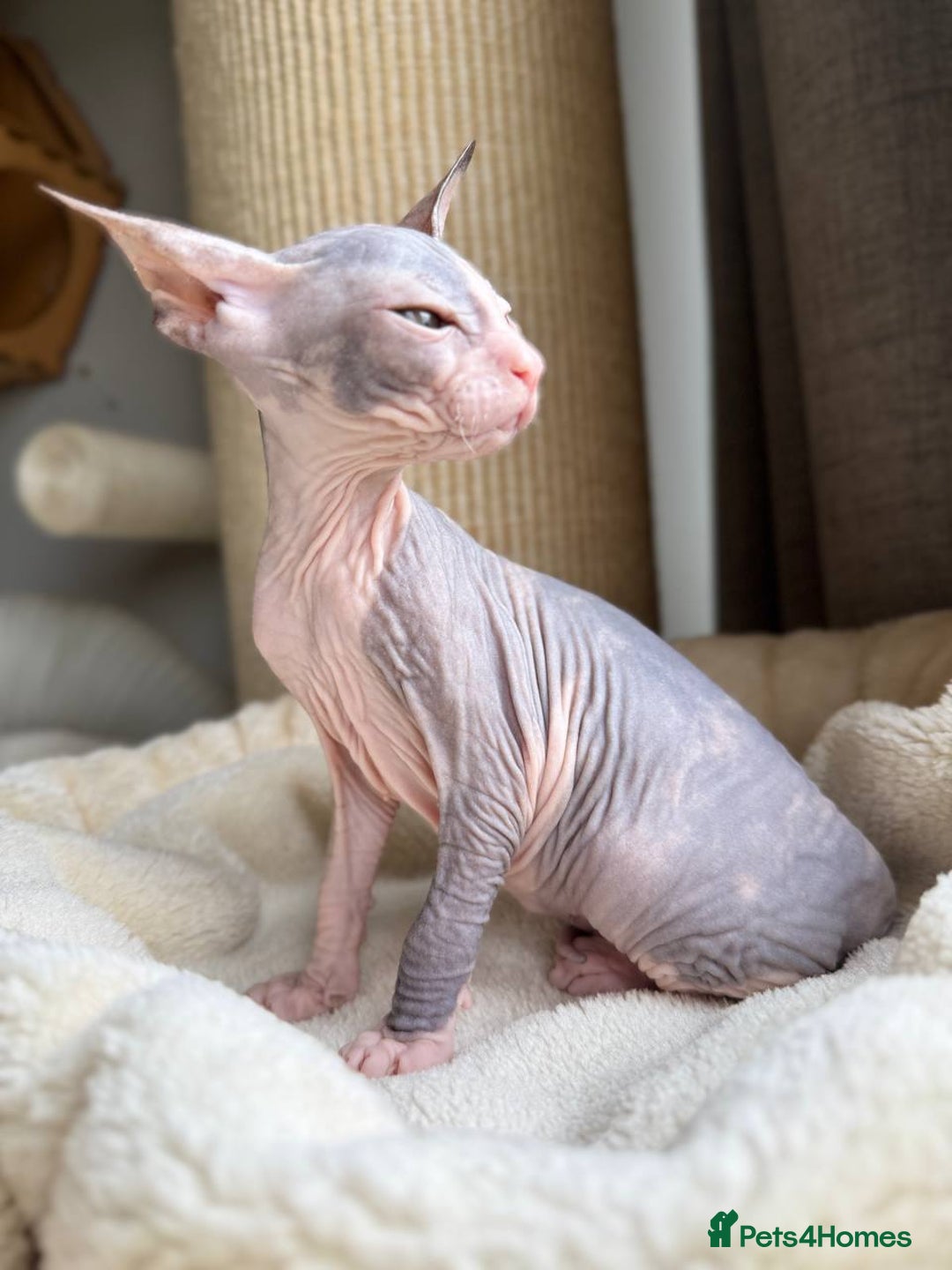 Sphynx cats for sale: Don Sphynx Kittens - Image 28