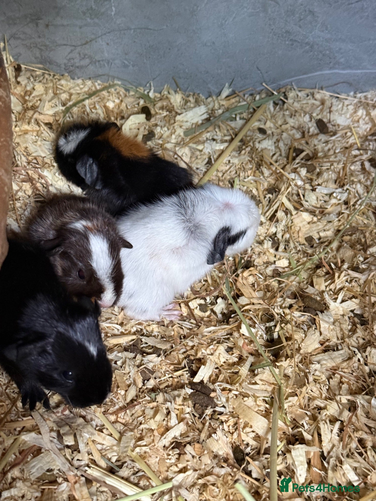 Guinea Pig rodents Baby guinea pigs  - Advert 1