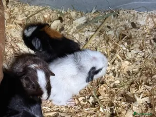 Guinea Pig rodents Baby guinea pigs - Advert 1