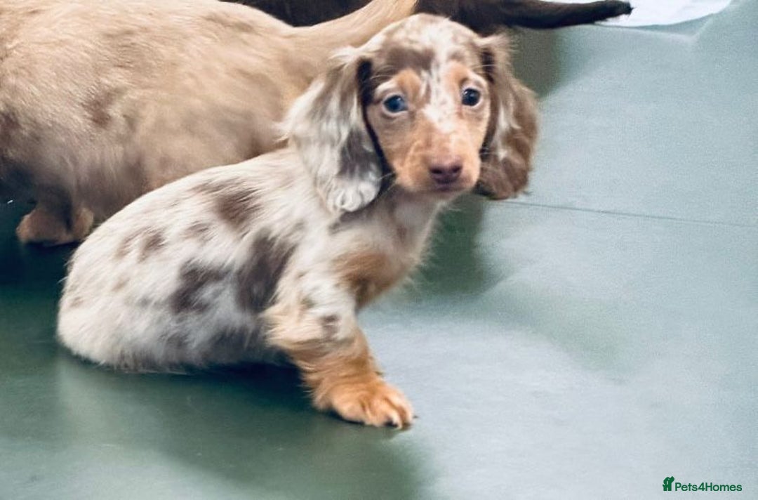 Miniature Dachshund dogs for sale: PRA 🏆Clear Champion 🏆Long Haired Puppies - Advert 8
