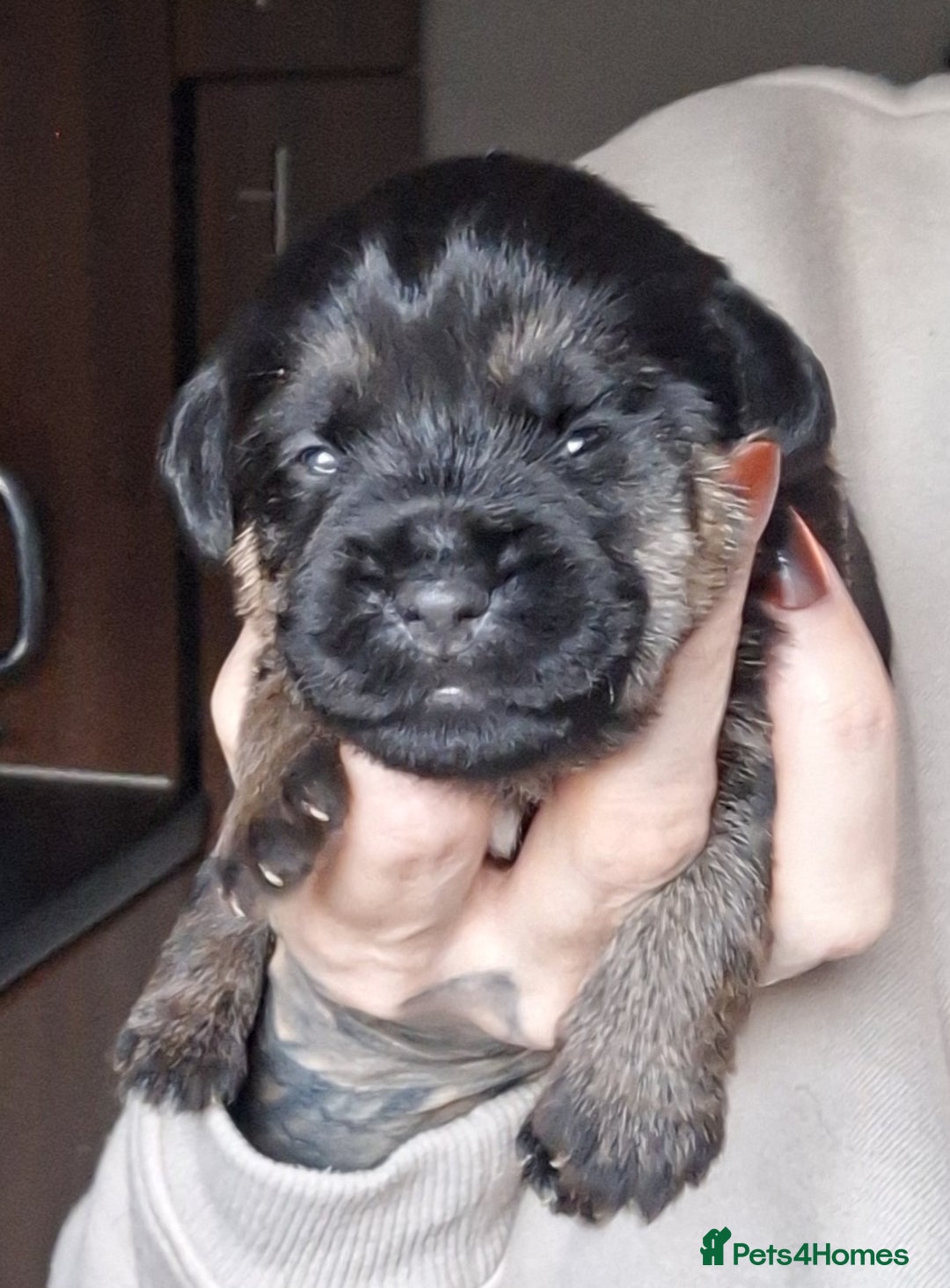 Border Terrier dogs for sale: Border Terrier Puppies - Advert 7