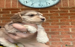 Cockapoo dogs for sale: Gorgeous F1 cockerpoo  - Image 5
