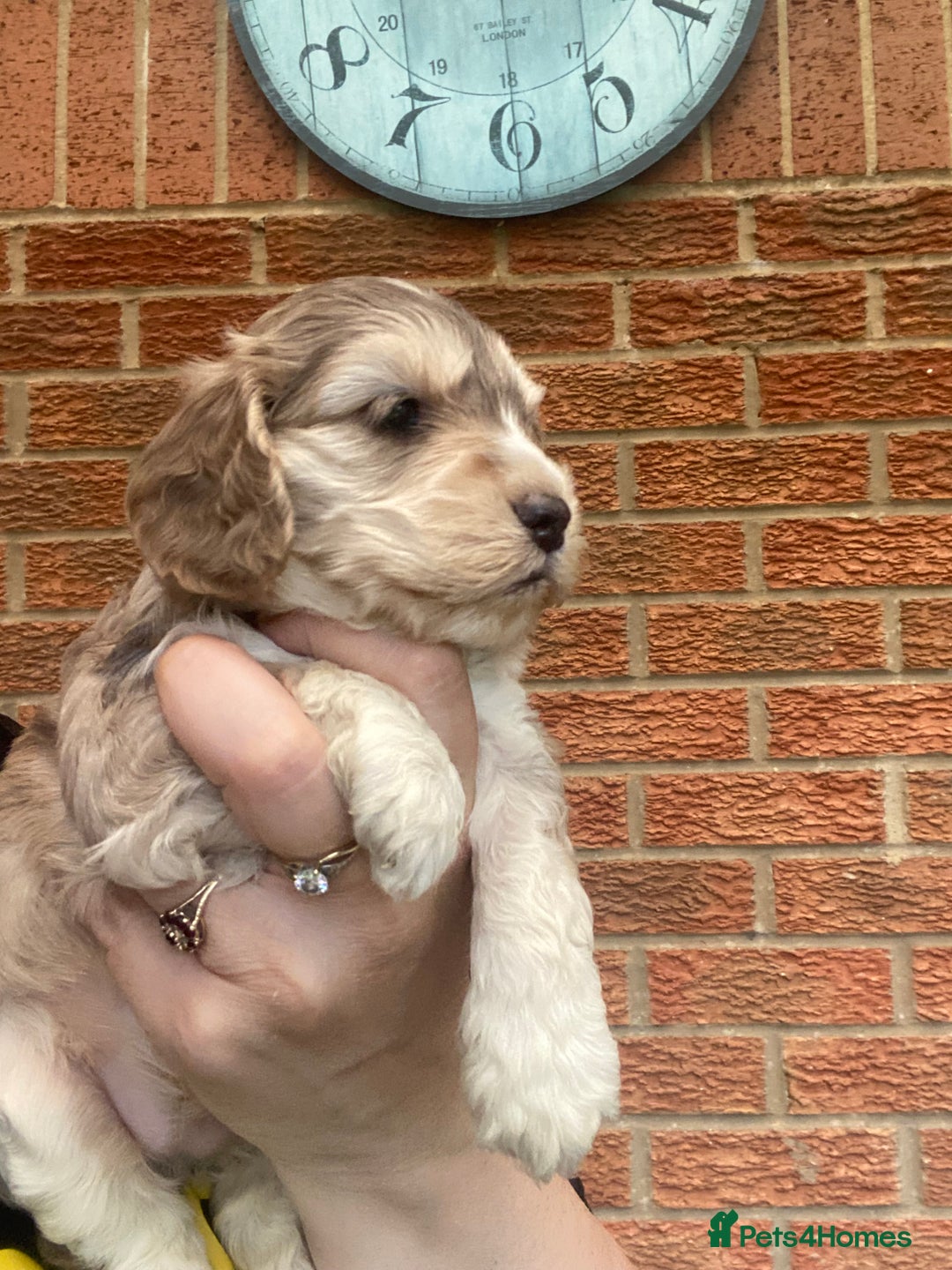 Cockapoo dogs for sale: Gorgeous F1 cockerpoo  - Image 5