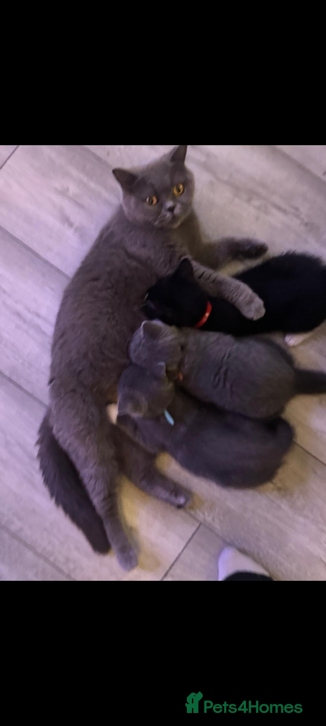 British Shorthair cats for sale: Blue British short-hair kittens - Image 3