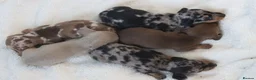 Miniature Dachshund dogs for sale: Miniature Dachshund Puppies - Advert 1