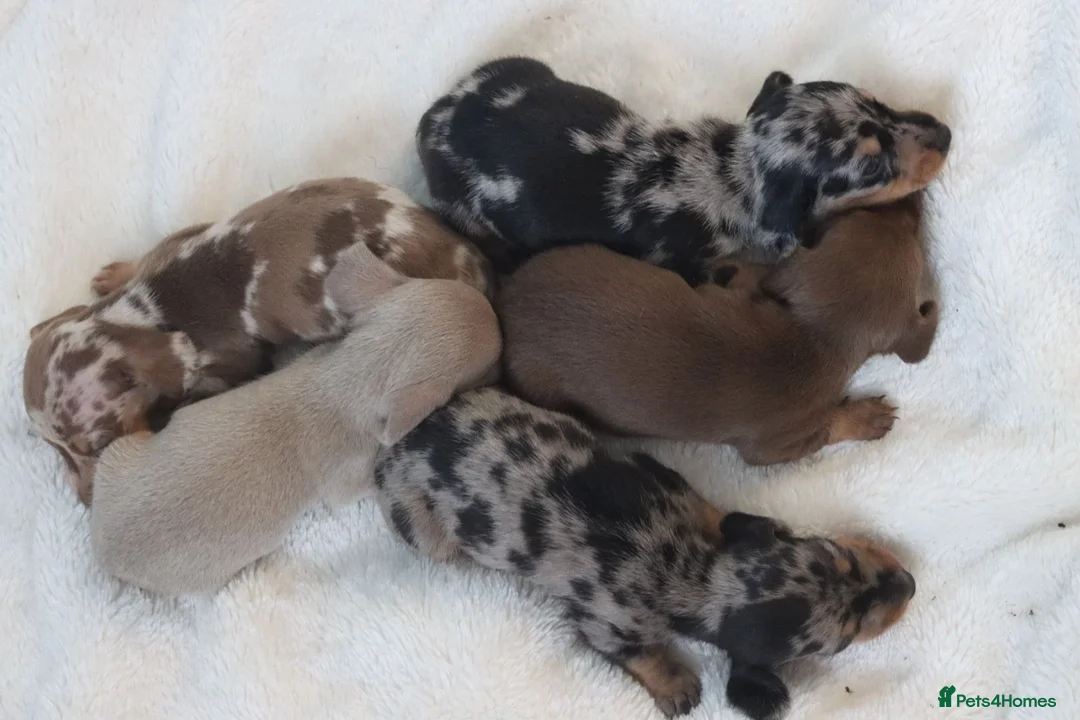 Miniature Dachshund dogs for sale: Miniature Dachshund Puppies - Advert 1