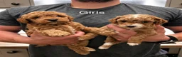 Maltipoo dogs for sale: Exquisite Maltipoos DNA Health Tested Parents - Advert 4