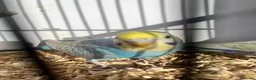 Budgerigars birds for sale: Stunning mutations  - Advert 22