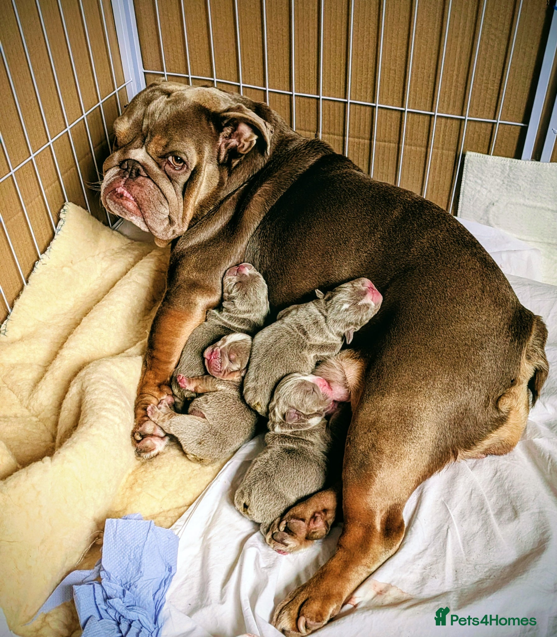 English Bulldog dogs Adorable healthy well bred puppies  - Advert 2