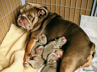 English Bulldog dogs Adorable healthy well bred puppies - Advert 2