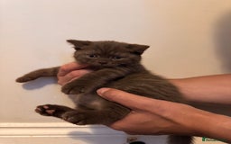 British Shorthair cats for sale: British Shorthair kittens  - Image 16