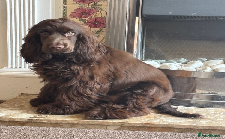 Cocker Spaniel dogs - Advert 1