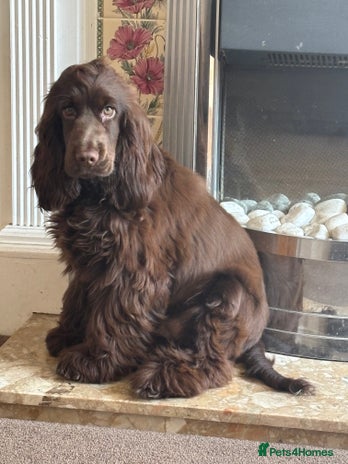 Cocker Spaniel dogs - Advert 13