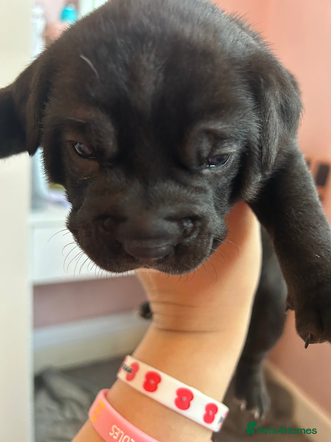 Mixed Breed dogs for sale: Bulladors - Image 6