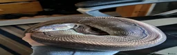 Python Snake reptiles for sale: Male ball python + enclosure (if desired) in Bristol - Advert 1