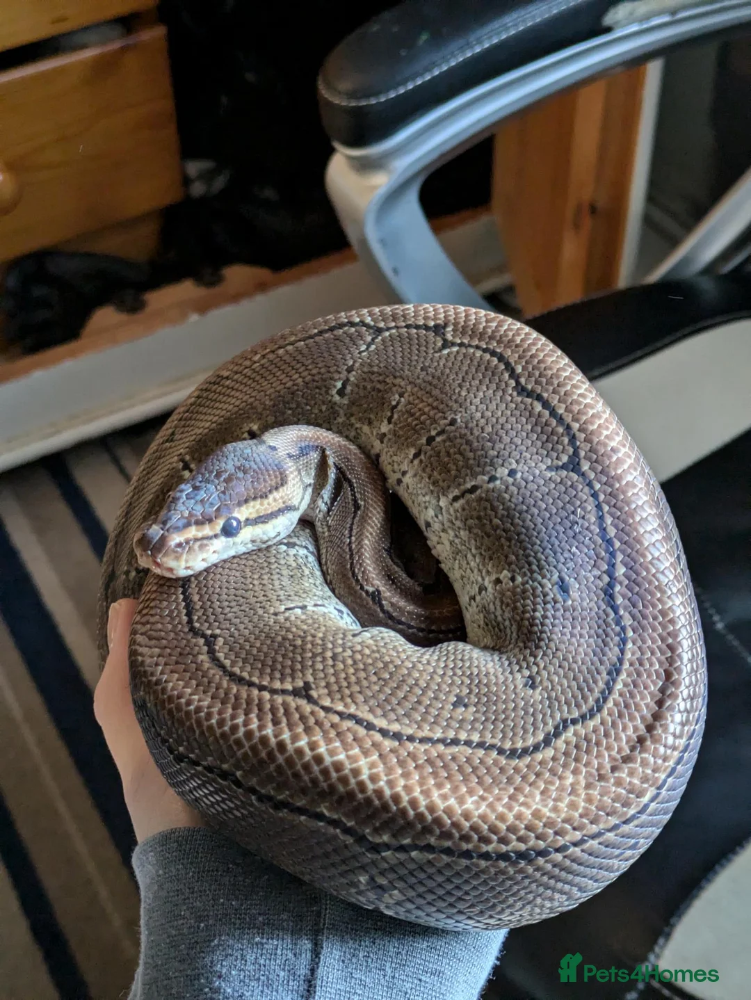 Python Snake reptiles for sale: Male ball python + enclosure (if desired) in Bristol - Advert 1
