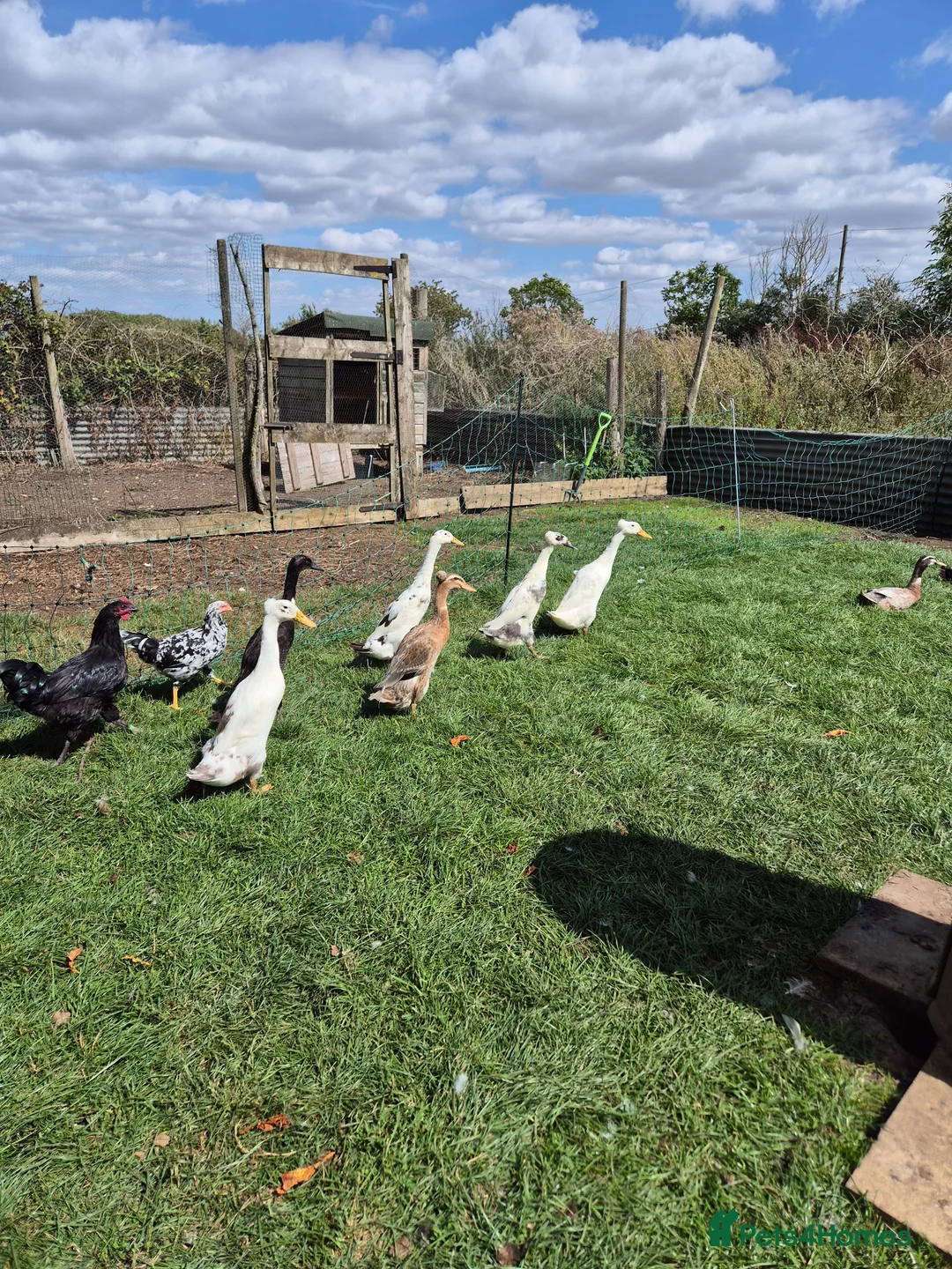 Ducks poultry for sale: Indian runner ducks - hatching eggs & ducklings - Advert 5