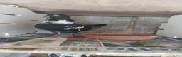 Pigeons birds for sale: Afghni pigeions in Southall - Advert 9