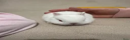Netherland Dwarf rabbits for sale: Netherland Dwarf White Babies - Advert 13
