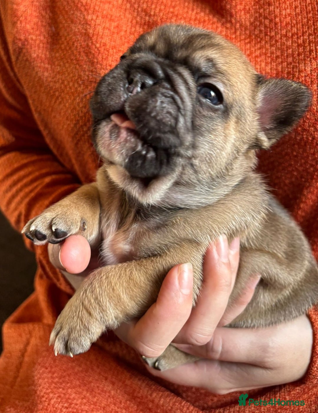 French Bulldog dogs for sale: 9 Beautiful French Bulldog Puppies for Sale - Image 16