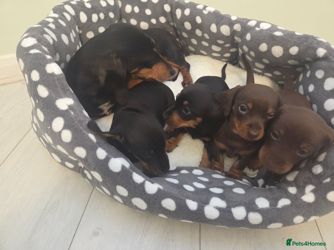 Miniature Dachshund dogs for sale: Daxie pups for sale - Advert 5