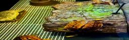 Turtle reptiles for sale: Rare CB  Three-striped Box Turtle for sale - Advert 3