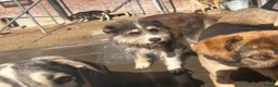 Mixed Breed dogs for adoption: Raggie - Norwich Norfolk  - Advert 9