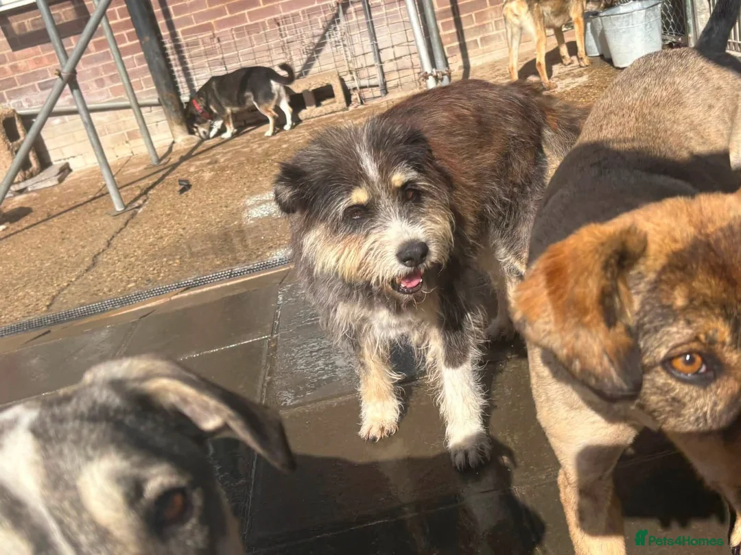 Mixed Breed dogs for adoption: Raggie - Norwich Norfolk  - Advert 9