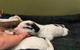 Bernedoodle dogs for sale: Bernedoodle F1B puppies - Image 30