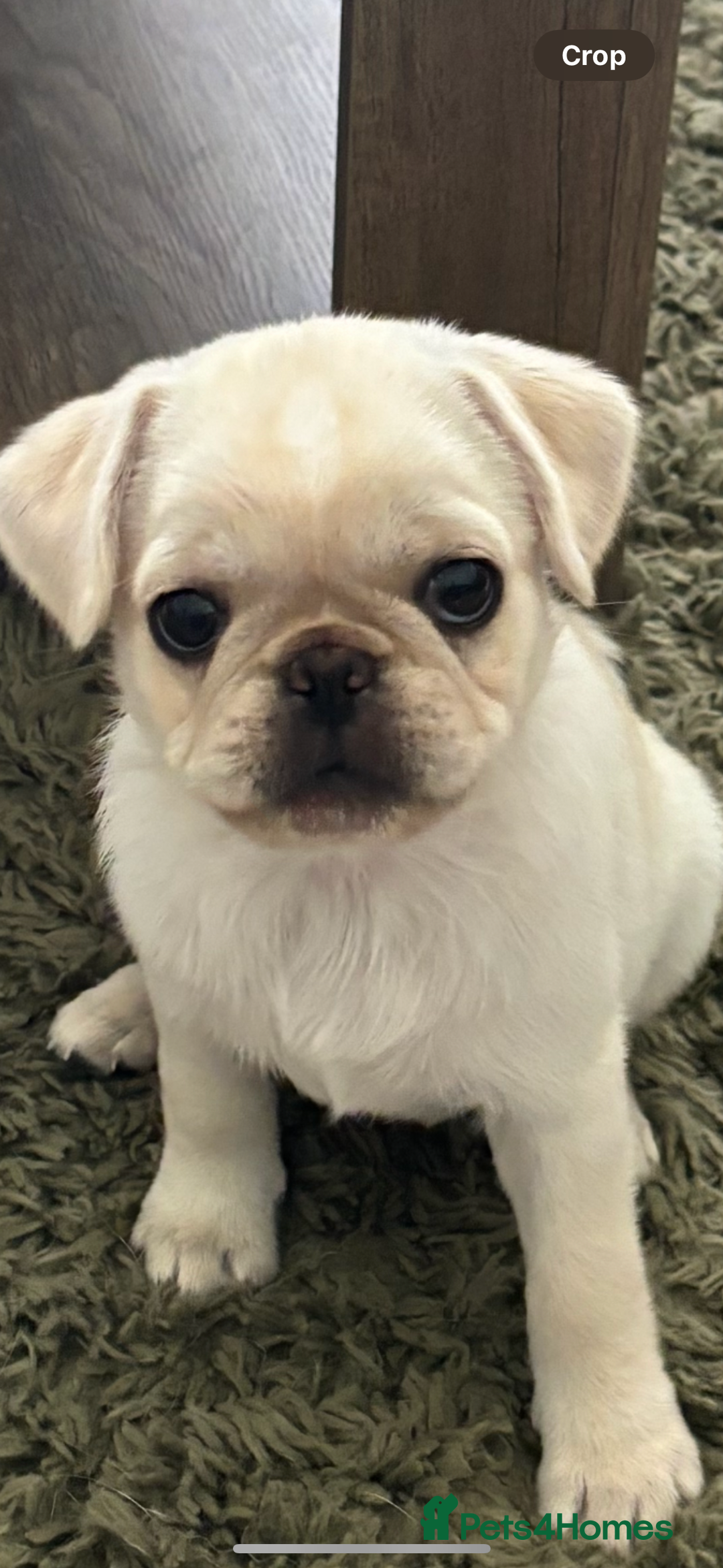 Pug dogs for sale: Reluctant sale of beautiful cream pug pup - Advert 1