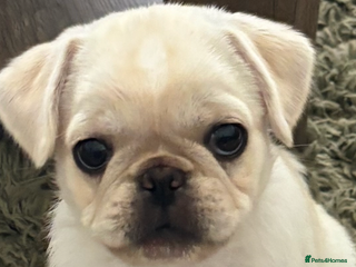 Pug dogs Reluctant sale of beautiful cream pug pup - Advert 11