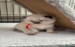 Ragdoll cats for sale: 3 stunning chunky ragdoll girls  - Advert 8