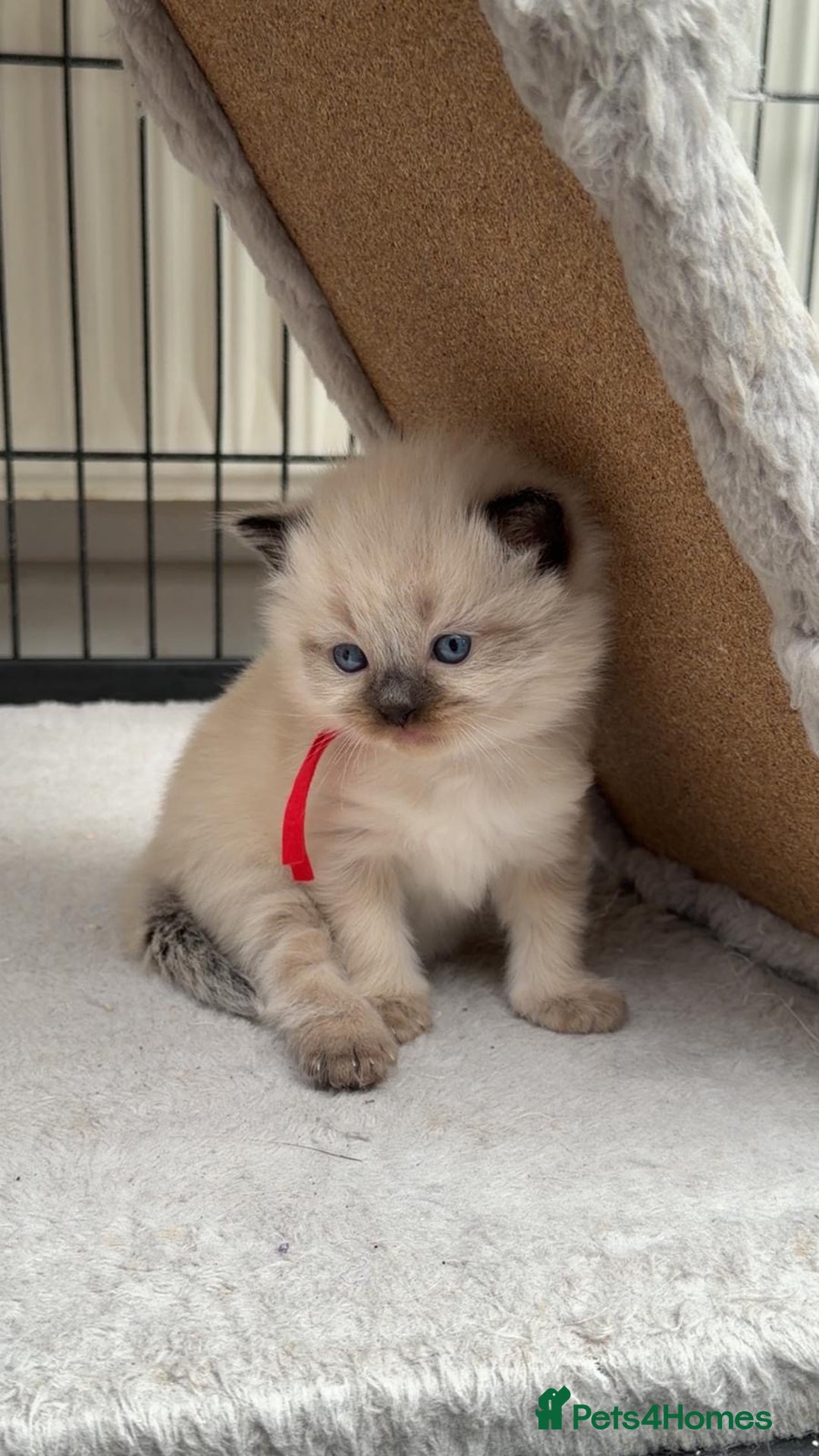 Ragdoll cats for sale: 3 stunning chunky ragdoll girls  - Advert 8