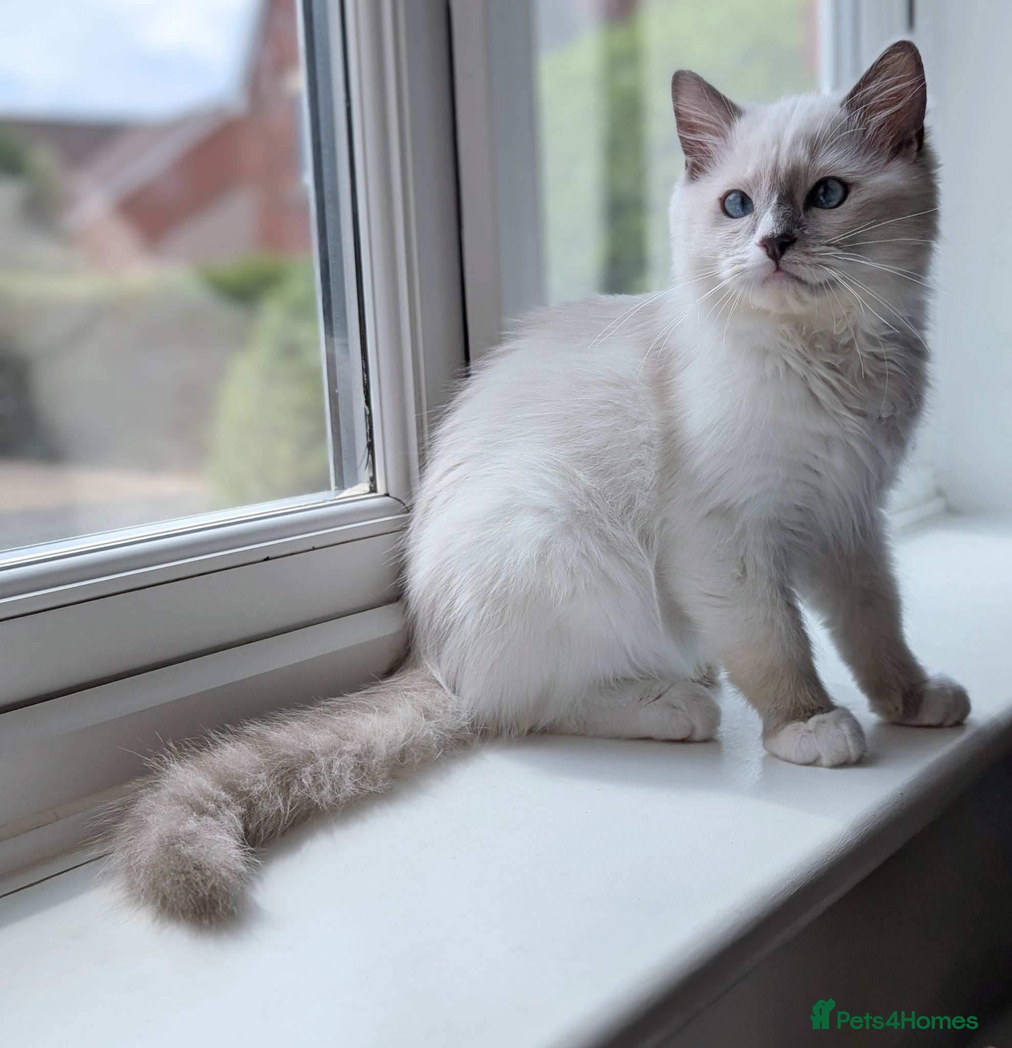 Ragdoll cats Champion EU pedigree TICA Ragdoll kitten  - Advert 13
