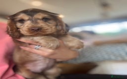 Cocker Spaniel dogs for sale: Gorgeous KC Show cocker spaniels  - Image 6